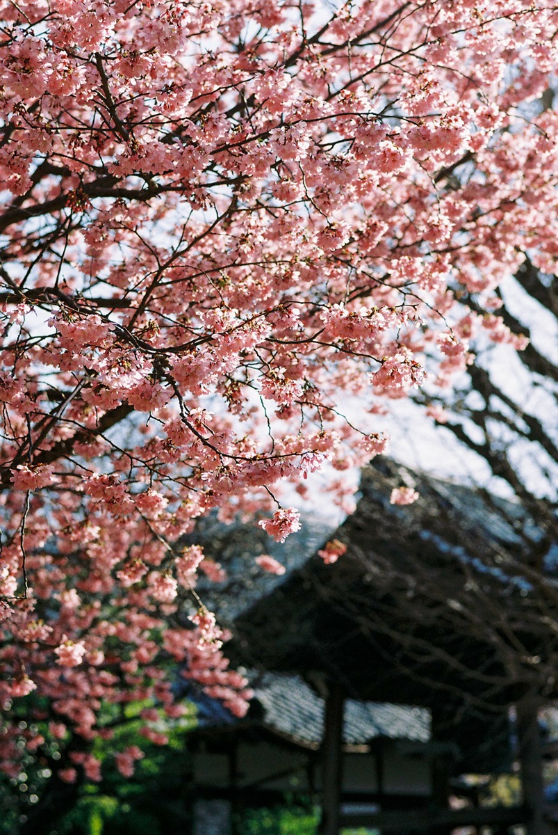 【BLACK FRIDAY 2025 11/27まで】カラーネガフィルム｜Kodak ColorPlus 200 36枚撮り 5本セット【期限切迫のため超特価！】