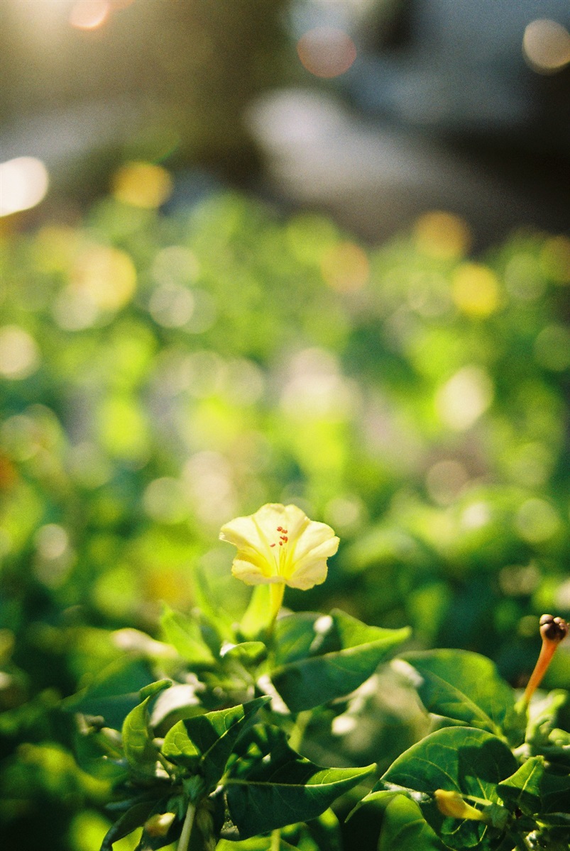 【BLACK FRIDAY 2025 11/27まで】カラーネガフィルム｜Kodak ColorPlus 200 36枚撮り 5本セット【期限切迫のため超特価！】