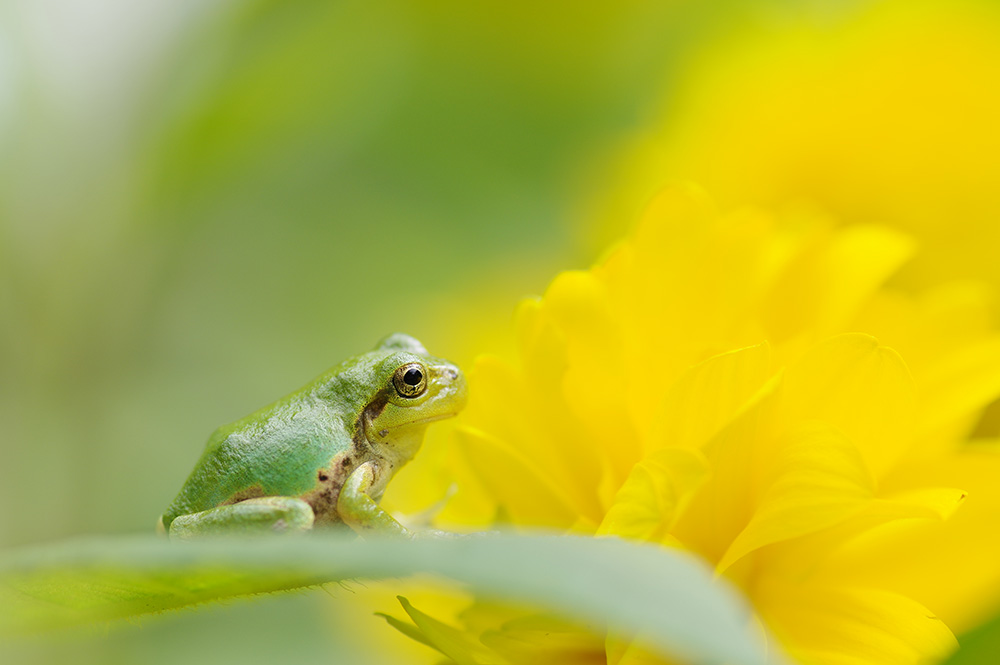 smc PENTAX-D FA MACRO 100mmF2.8 WR